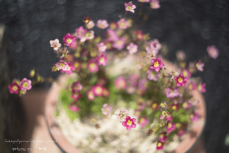 선동 산책길 농원에서 담아온 꽃들 With 헬리오스 58mm 렌즈 [Helios  58mm 44-2  f2.0]