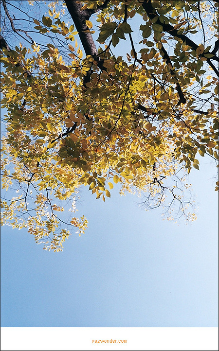 [Fujicolor100] 이른 가을날