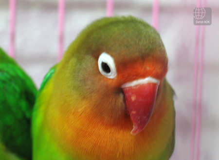 [애완/새] 한폭의 그림보다 아름다운 붉은머리 모란앵무새