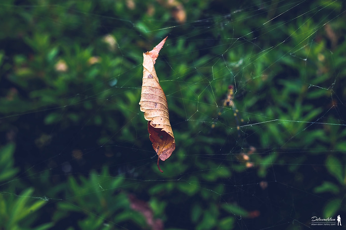 Autumn leaves...