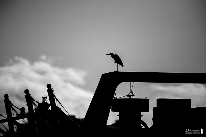 Silhouette..
