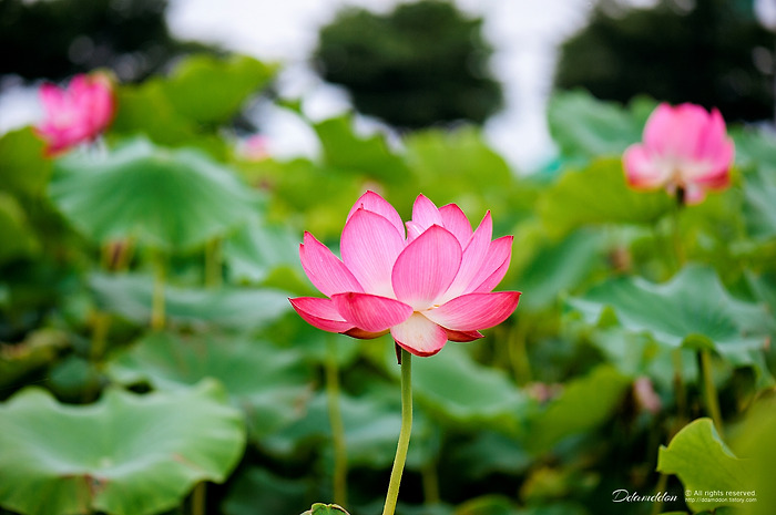 경주 연꽃단지 마실..