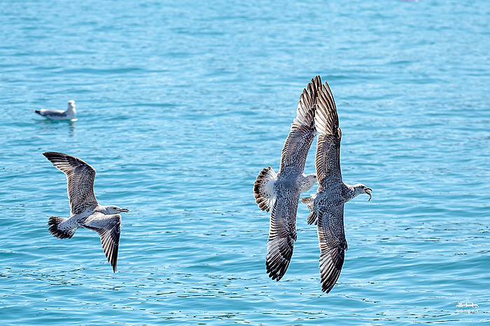 DNA of seagull.. #034