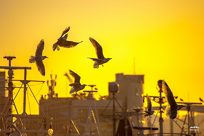 Top 100 Seagull Photos of 2017