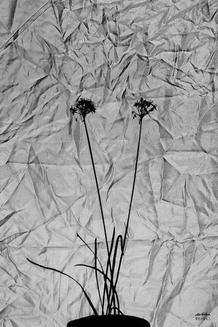 Night Blooming.. #004