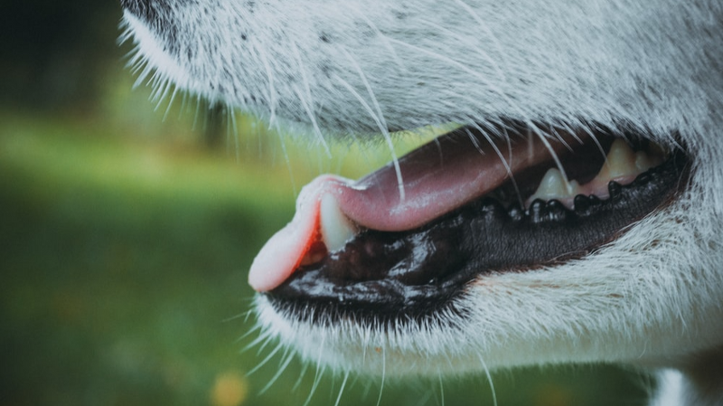 강아지 입냄새 원인 및 해결방법