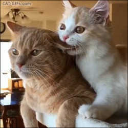 blog related posts