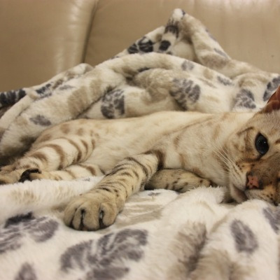 고양이 침대 구성에 최적인 장소 5가지