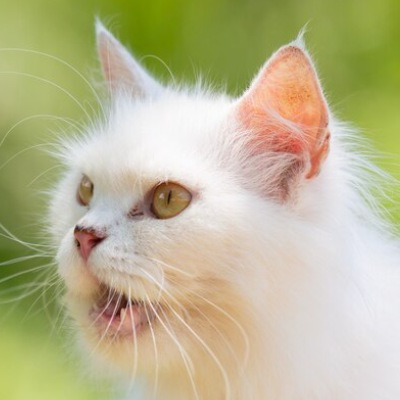 고양이 천식 증상, 원인 및 의심 증상