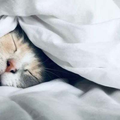 고양이 감기: 원인, 증상, 예방 및 치료 방법