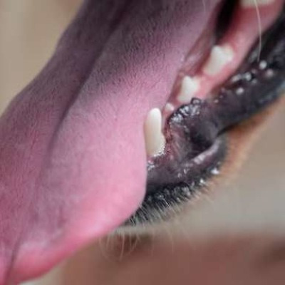 강아지 혀 내밈 증상 원인