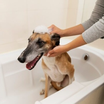 강아지 목욕시키는 방법 16가지