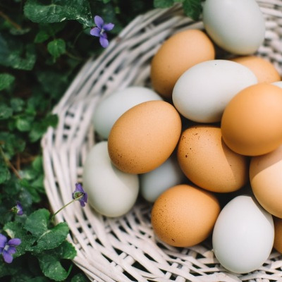 강아지 달걀, 계란 급여방법 및 계란 알레르기 알아보기