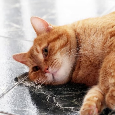 비만으로 인한 고양이 당뇨 예방과 관리 방법