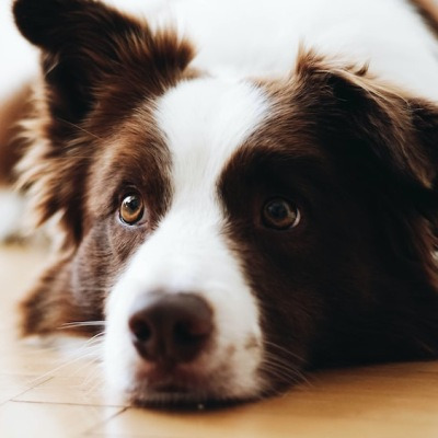 강아지 쿠싱 증후군, 호르몬 질환 부신피질기능항진증 원인과 증상 및 치료법
