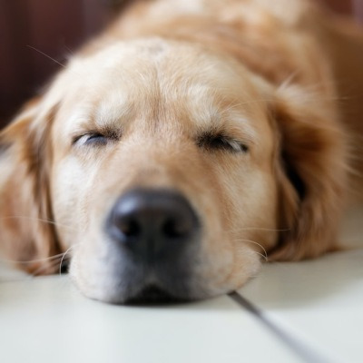 강아지 잠자는 위치 - 실내견이 자는 장소는 어디가 좋을까?