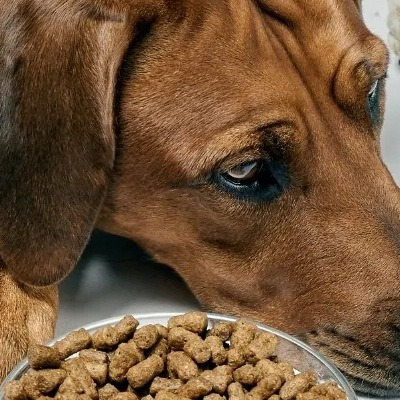 강아지 식욕 부진 원인과 해결, 밥을 거부하는 이유와 대처법