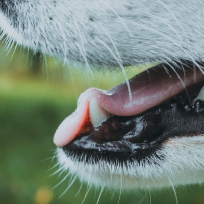 강아지 입냄새 원인 및 해결방법