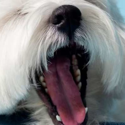 강아지 이갈이 과정, 이빨 변화의 시기와 순서, 관리 방법
