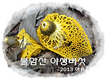 불암산 버섯, 2013 여름