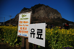 천원짜리 유채밭 입장료의 불편한 진실
