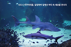 시드니 아쿠아리움, 달링하버 밑에서 바다 속 세상을 만나다