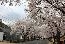 봄봄봄 자전거로 가본 벗꽃 구경^0^        쌍계사 - 하동 - 순천만   (by  lx3 , 550D )