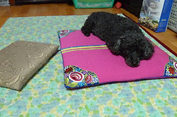 주말 화창한날 집에서 개보기 ...    [ 우리집 애완견들에 대해.....  동물을 기른다는것에 대해... ]