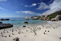 [남아공 여행] 볼더스비치의 아프리카 펭귄