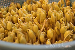 가정용 대량 콩나물 기르는 초간단 3가지 비밀- 1월 정원 기고분(재공개)