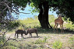 [보츠와나 여행] 싸움구경