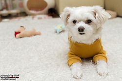 말티즈 강아지 꼬미의 새해인사!