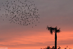 [일본 미에현 여행] 노을속 비행