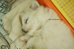 새끼강아지 키우는법  - 말티즈 로리