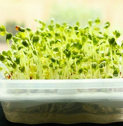 요즘 딱 좋은 초간단  5일 재배 새싹나물(무순편)