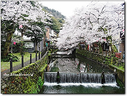 [교토] 벛꽃길이 환상적이었던 키노사키온천 니시무라야 혼칸에서 나를 반기는 아름다운 처녀, 城崎温泉 西村屋