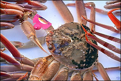 영덕 박달대게 먹기