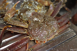 제철맞은 대게(스노우크랩) 잘 고르는 방법