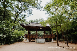 경남 함양 여행 / 고운 최치원 선생이 조성한 천년의 숲 '함양 상림'