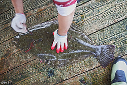 이케시메? 신케지메? 신선한 숙성회를 위한 '횟감 전처리' 개론