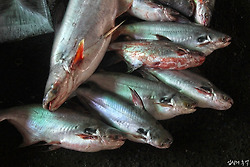 베트남의 젖줄, 메콩강에서의 낚시여행