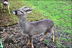 (제주 여행) 노루와 친구 되는곳-노루 생태 관찰원