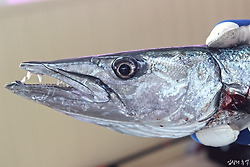 공포의 포식자 바라쿠다를 낚다(인도네시아 술라웨시섬 마나도 지깅낚시)