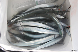 입질의 추억이 말하는 학꽁치 잘 낚는 비법(추천 학꽁치 채비)