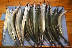 단숨에 35마리? 던지면 무는 시화방조제 학꽁치 낚시