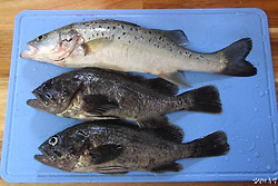 10월의 시화방조제 낚시, 우럭과 점농어 삼치를 노린 결과