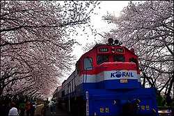 ( 진해 벚꽃 명소 ) 경화역 (공원)