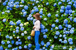 제주도 토박이가 알려주는 제주 수국명소 아홉 곳
