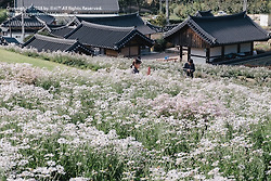경주 여행 / 서악마을 도봉서당에 핀 새하얀 구절초
