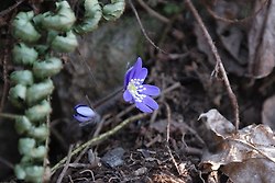 [2019.03.19] 남한산성 노루귀외...